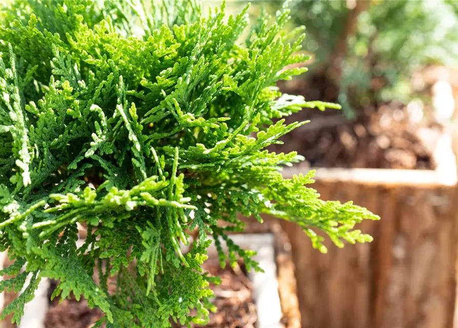 Thuja occidentalis