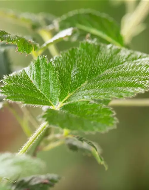 Rubus fruticosus 'Loch Ness'® Fruchtbengel