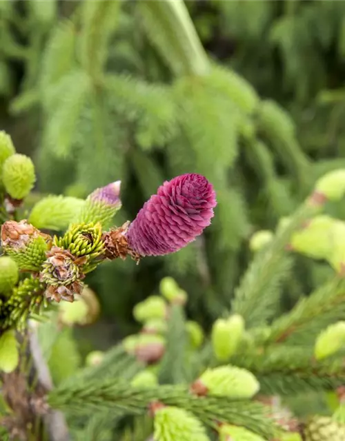 Picea abies 'Pusch'