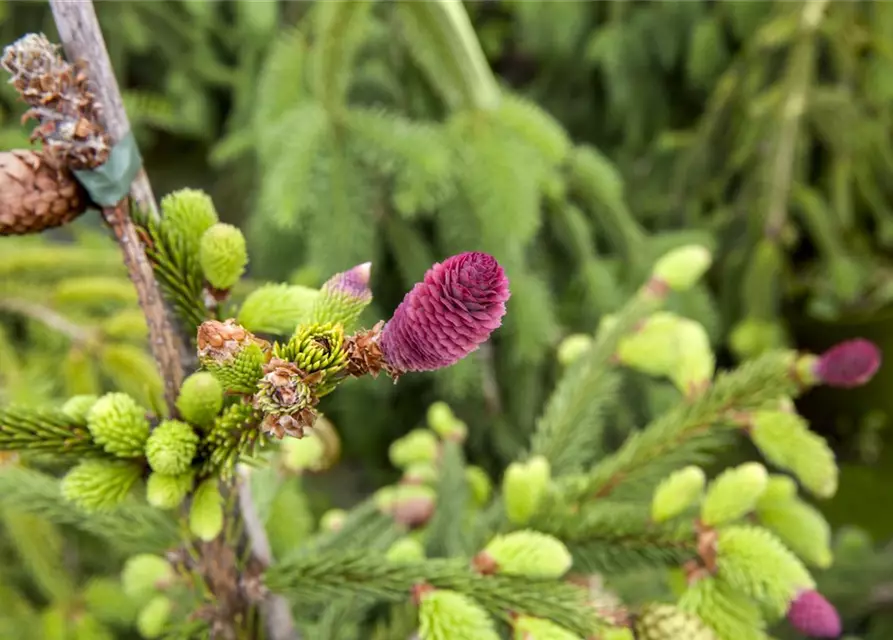 Picea abies 'Pusch'