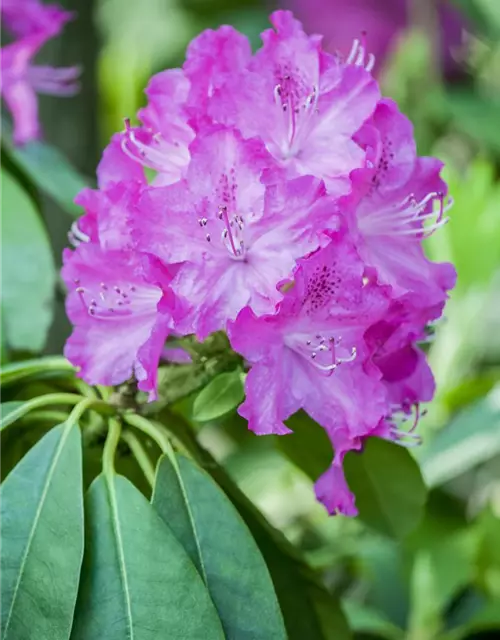 Karolina-Rhododendron 'P.J. Mezitt'