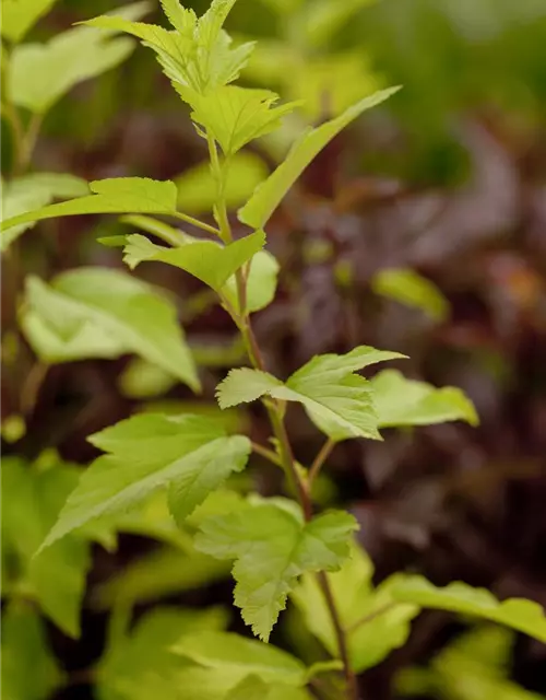 Fasanenspiere 'Angel Gold'®