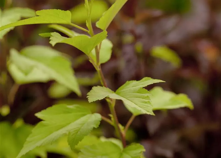 Fasanenspiere 'Angel Gold'®