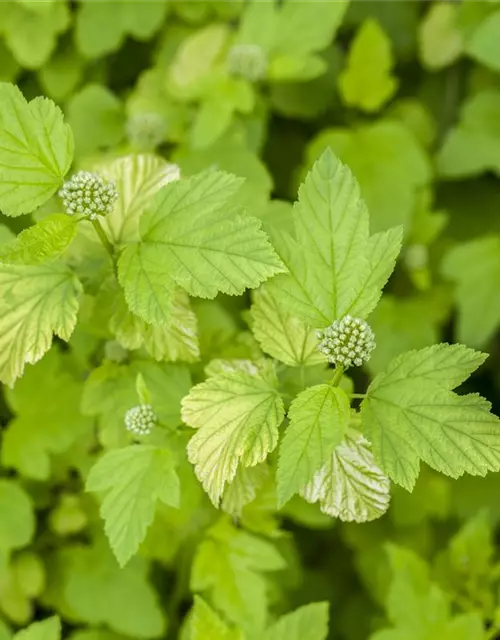 Fasanenspiere 'Angel Gold'®