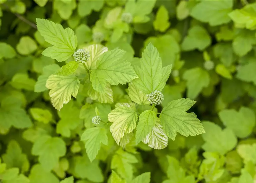 Fasanenspiere 'Angel Gold'®