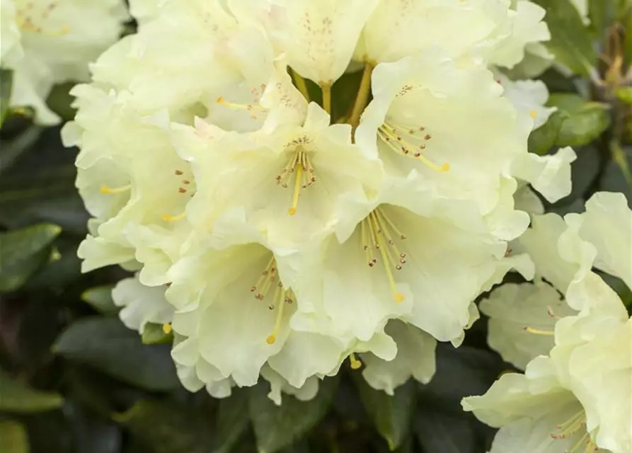 Rhododendron 'Goldkrone'®