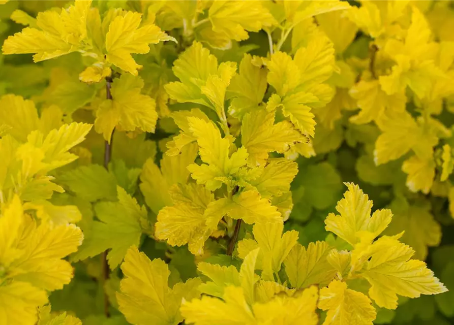 Fasanenspiere 'Angel Gold'®