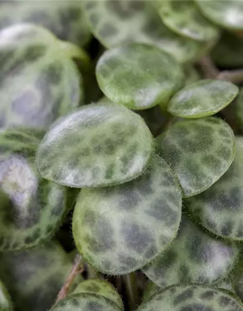 Peperomia