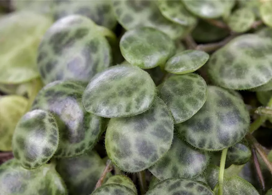 Peperomia