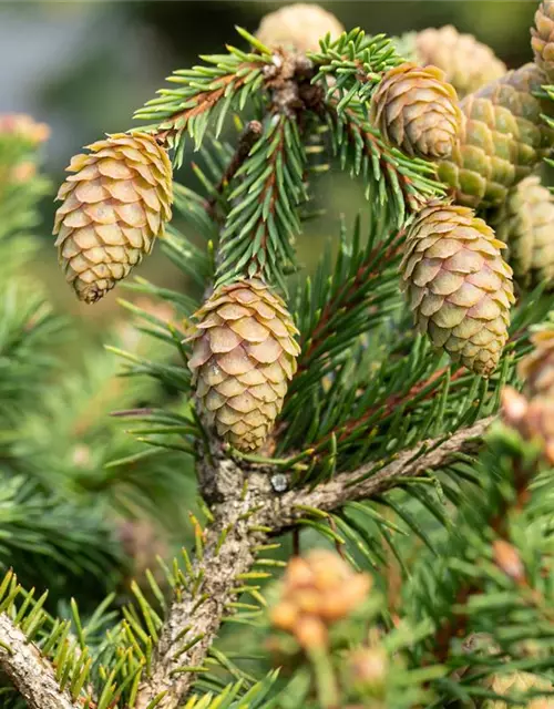 Picea abies 'Pusch'