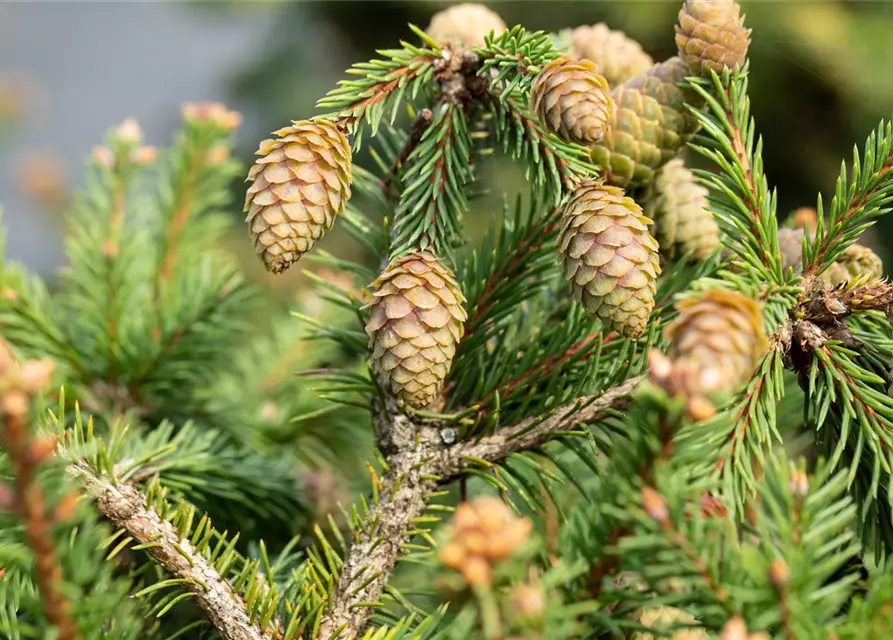 Picea abies 'Pusch'