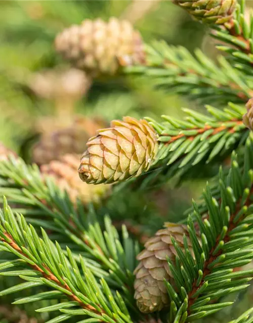 Picea abies 'Pusch'