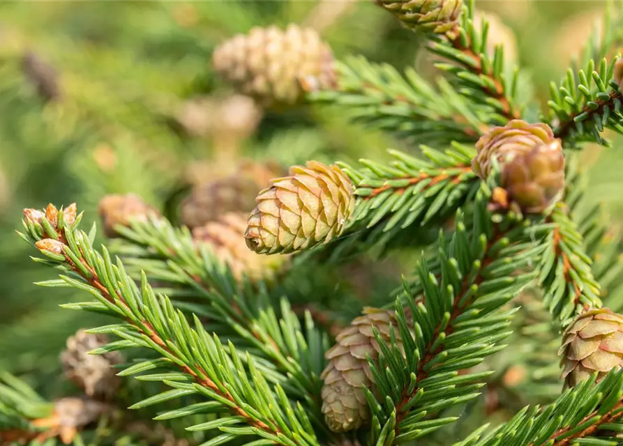 Picea abies 'Pusch'