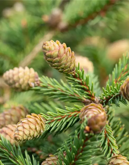 Picea abies 'Pusch'