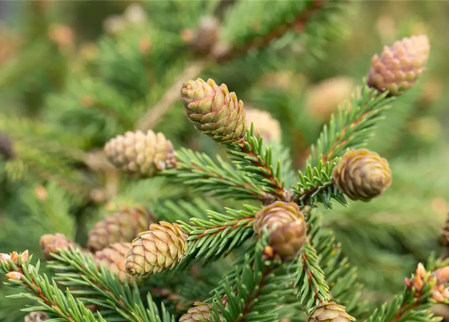 Picea abies 'Pusch'