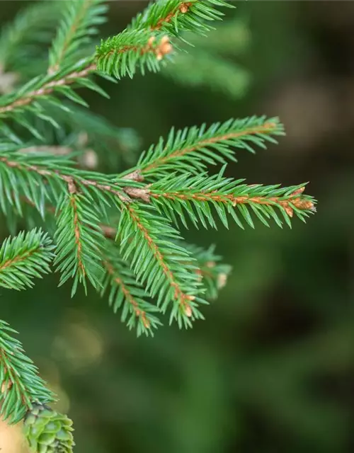 Picea abies 'Pusch'