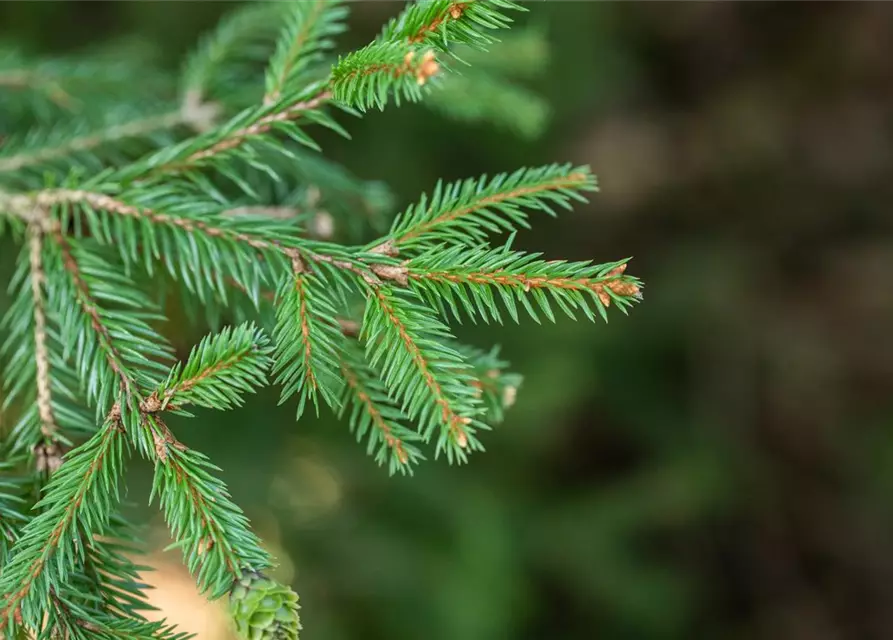 Picea abies 'Pusch'