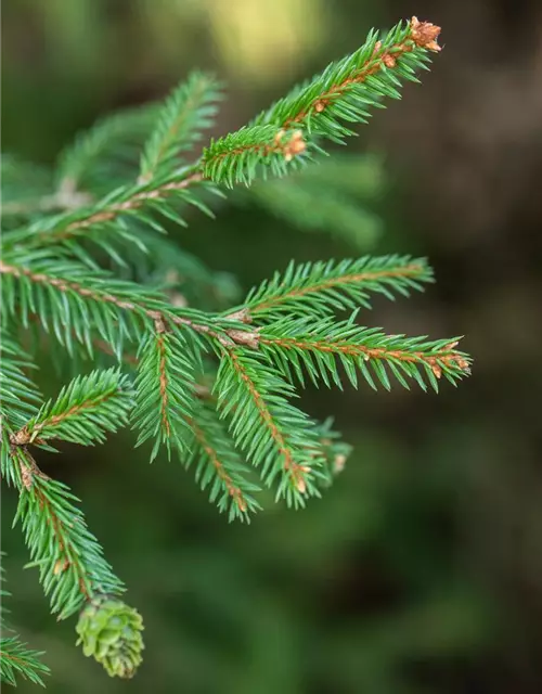 Picea abies 'Pusch'