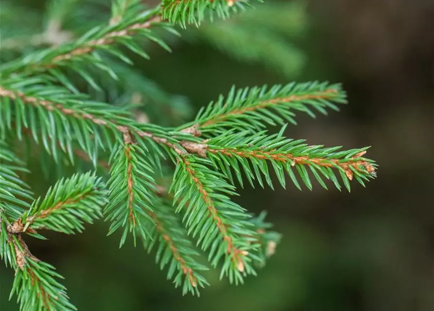 Picea abies 'Pusch'