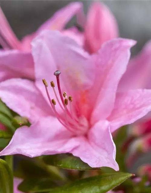 Rhododendron 'Jolie Madame'