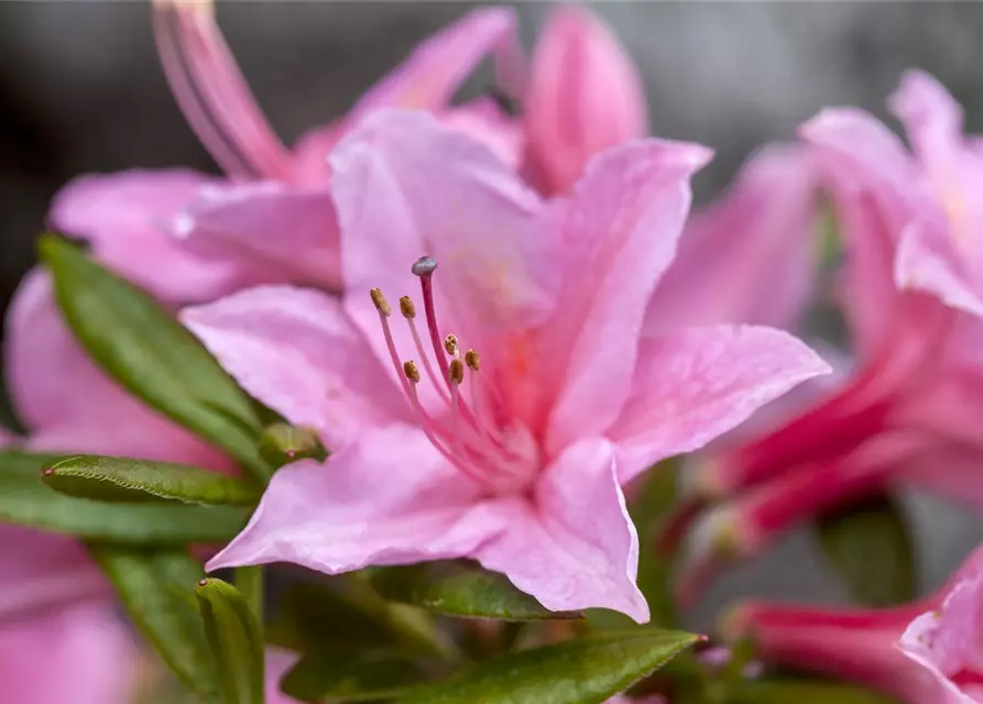 Rhododendron 'Jolie Madame'