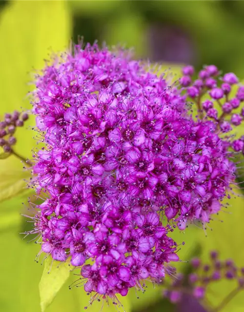 Sommerspiere 'Golden Princess'