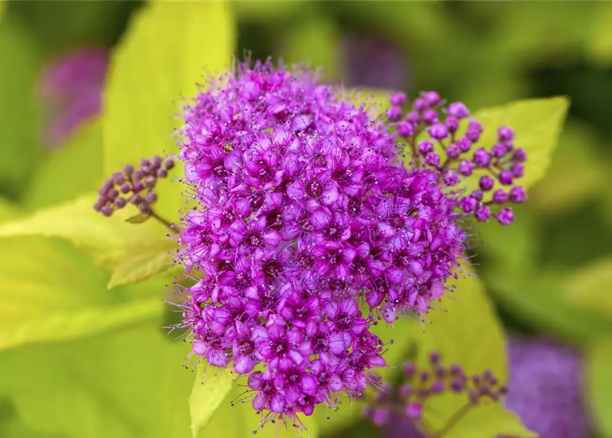 Sommerspiere 'Golden Princess'