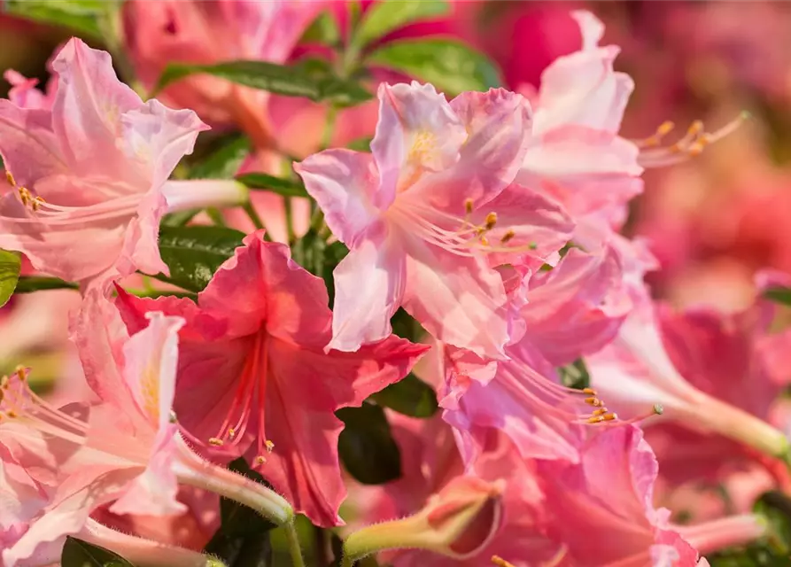 Rhododendron 'Jolie Madame'