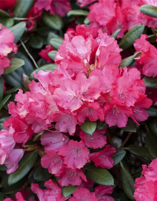 Yaku-Rhododendron 'Cliva'