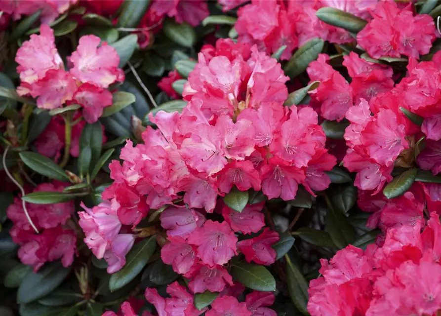 Yaku-Rhododendron 'Cliva'