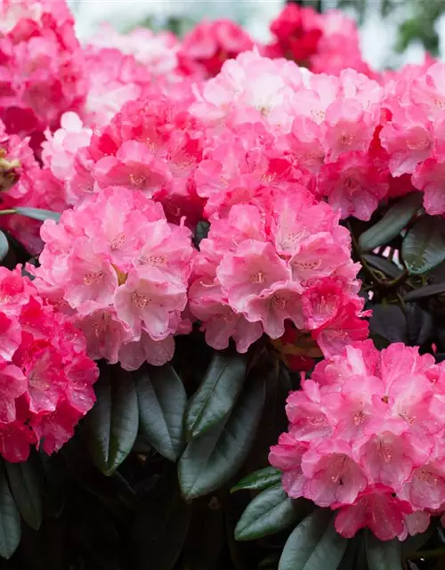 Yaku-Rhododendron 'Fantastica'