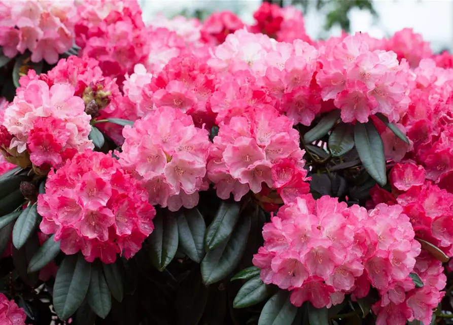 Yaku-Rhododendron 'Fantastica'