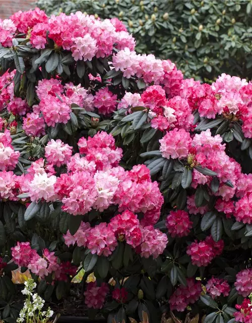 Yaku-Rhododendron 'Fantastica'