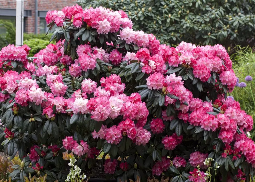 Yaku-Rhododendron 'Fantastica'