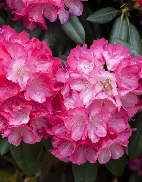 Yaku-Rhododendron 'Fantastica'