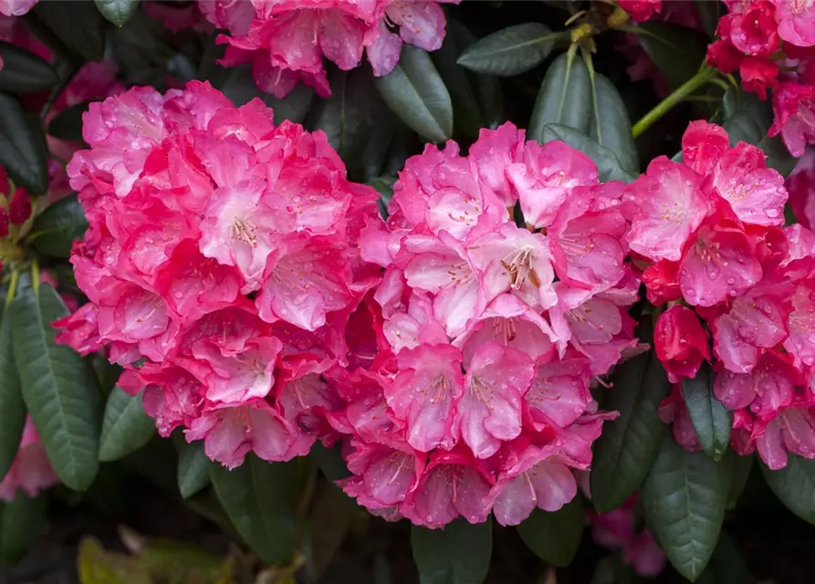 Yaku-Rhododendron 'Fantastica'