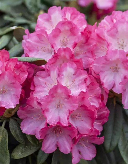 Yaku-Rhododendron 'Fantastica'