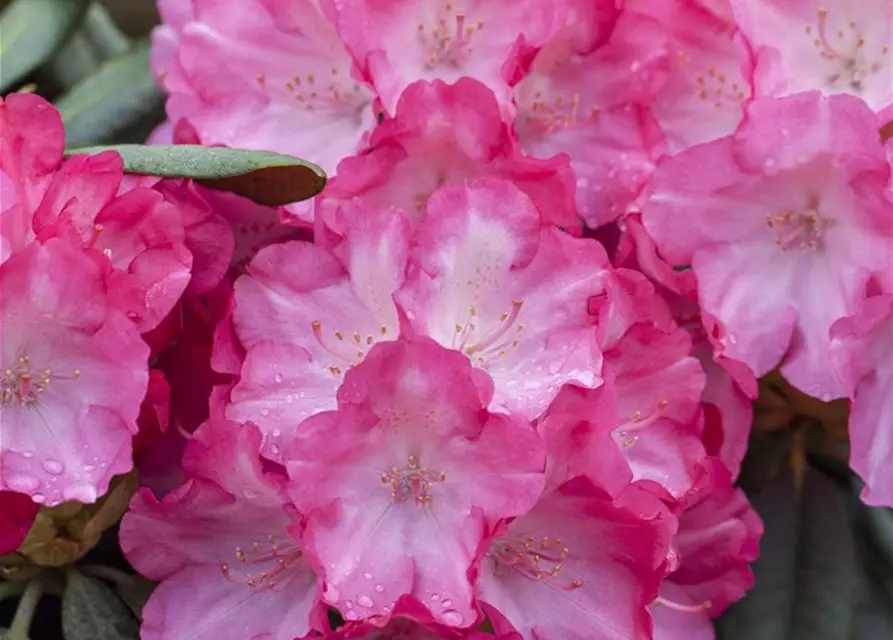 Yaku-Rhododendron 'Fantastica'