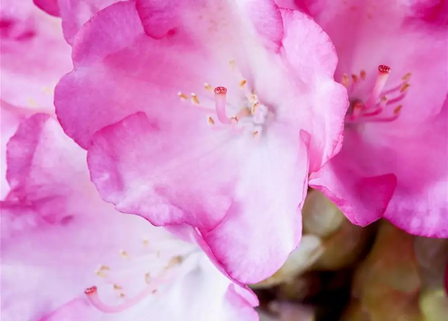 Yaku-Rhododendron 'Fantastica'