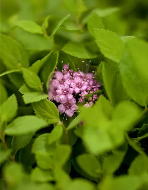 Sommerspiere 'Little Princess'