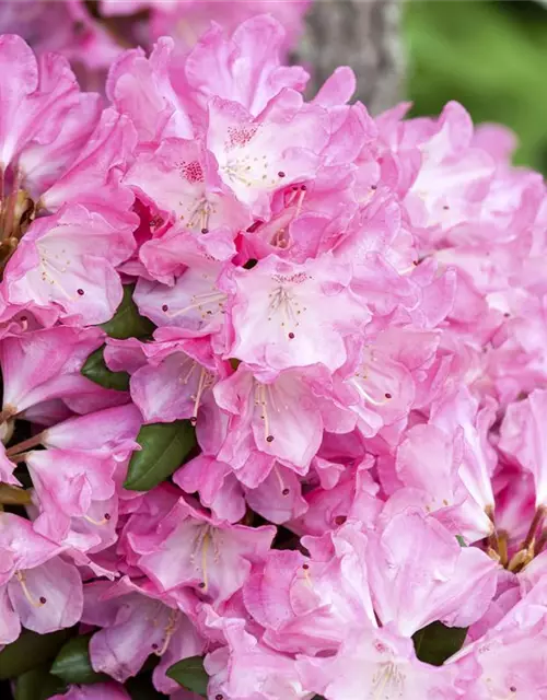 Yaku-Rhododendron 'Fantastica'