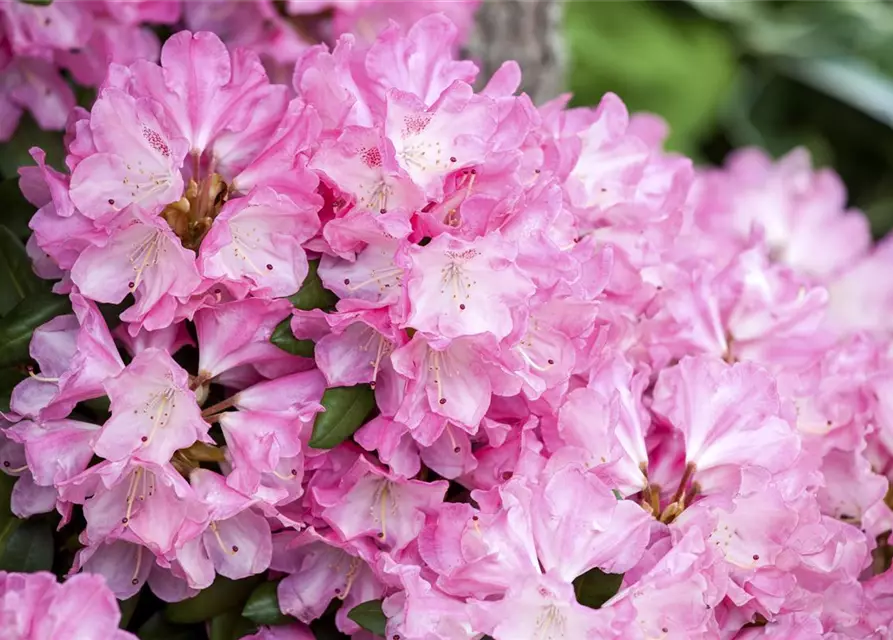 Yaku-Rhododendron 'Fantastica'