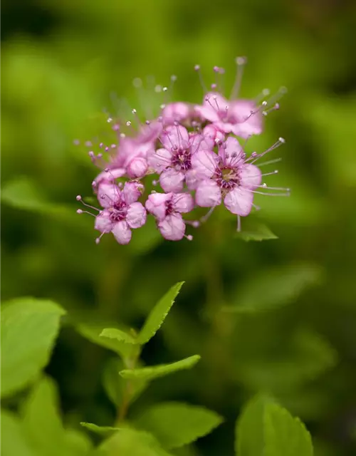 Sommerspiere 'Little Princess'