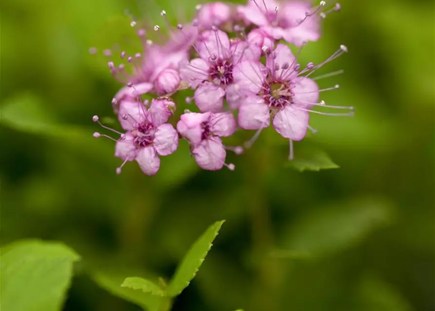 Sommerspiere 'Little Princess'