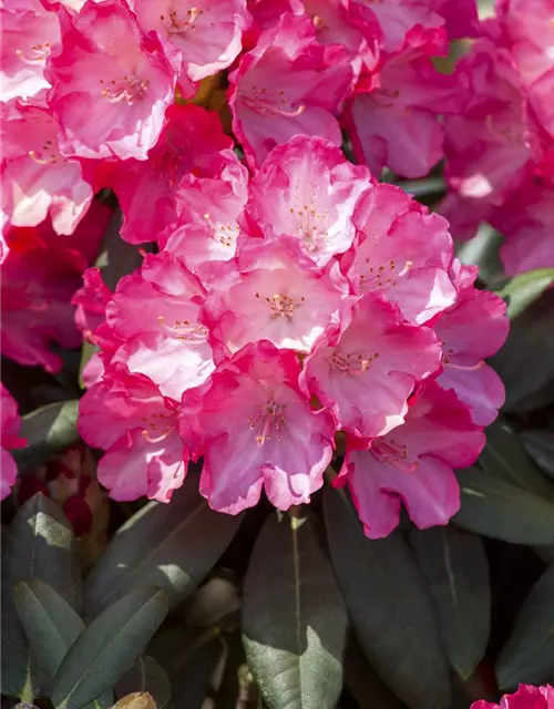 Yaku-Rhododendron 'Fantastica'