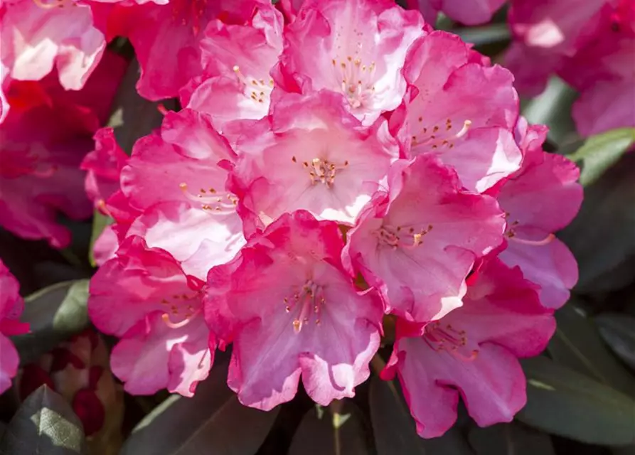 Yaku-Rhododendron 'Fantastica'