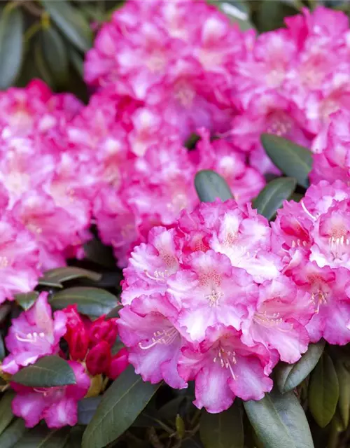 Yaku-Rhododendron 'Fantastica'