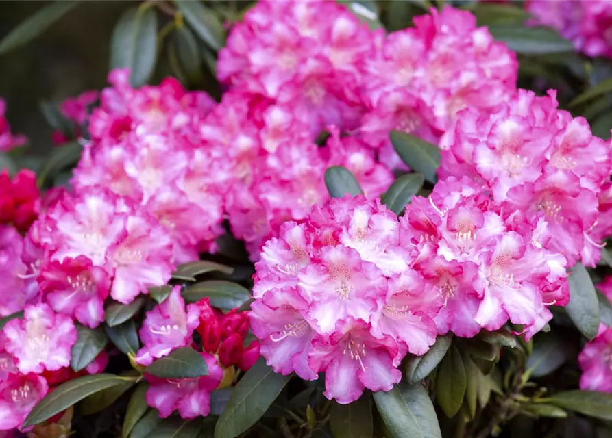 Yaku-Rhododendron 'Fantastica'