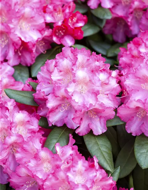 Yaku-Rhododendron 'Fantastica'