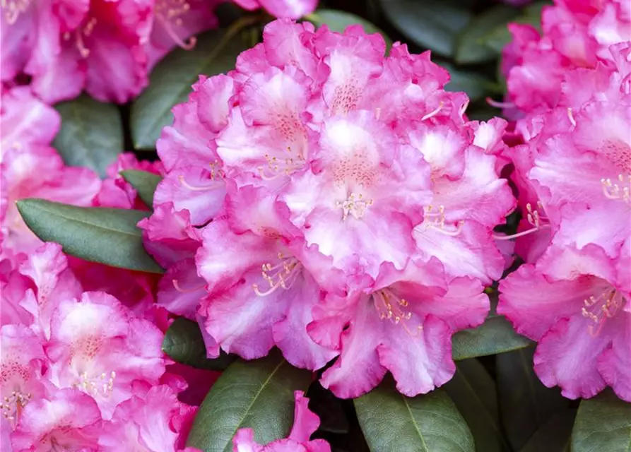 Yaku-Rhododendron 'Fantastica'